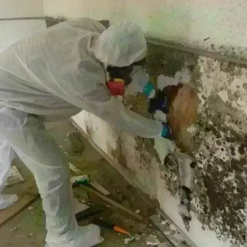 Mold Remediation and Removal in Lonoke County, AR